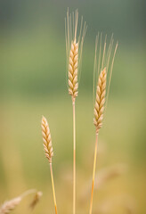 Obraz premium Golden wheat stalks with ripe grains in a field, agriculture and harvest season concept, food production and farming