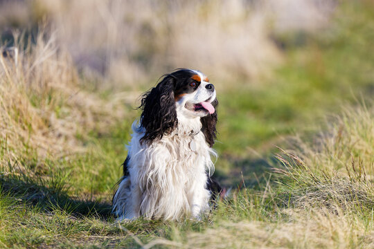 Happy Cavalier King Charles Spaniel Walking on a Sunny Field