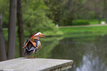 Obraz premium toucan on a branch