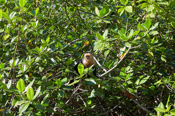 White-faced Capuchin Monkey in Mangrove Trees at Isla Damas near Manuel Antonio Costa Rica © Laura