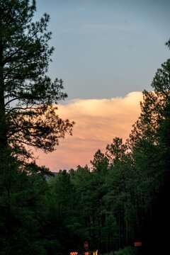 serene pine trees silhouetted against the forest at dusk on a wooden sign road looking into the ser.