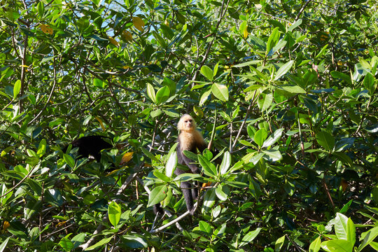White-faced Capuchin Monkey Looking from Dense Mangrove Canopy in Isla Damas Costa Rica