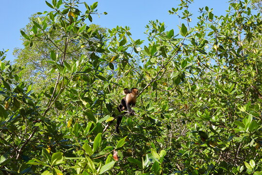 White-faced Capuchin Monkey with Baby on Back in Isla Damas Mangrove Forest near Manuel Antonio Costa Rica