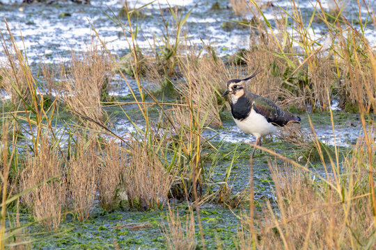 Adult northern lapwing among marsh grasses