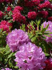 Fototapeta premium Rhododendren