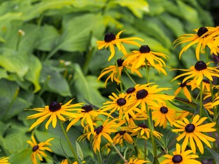 Fototapeta premium Blooming Yellow Black-Eyed Susans (Rudbeckia) and Lush Green Hosta Leaves in a Summer Garden