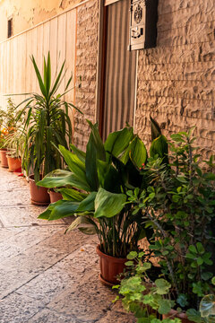Potted plants arranged along stone wall corridor in Bari, Italy, with lush green tropical foliage in terracotta pots lining a narrow outdoor walkway