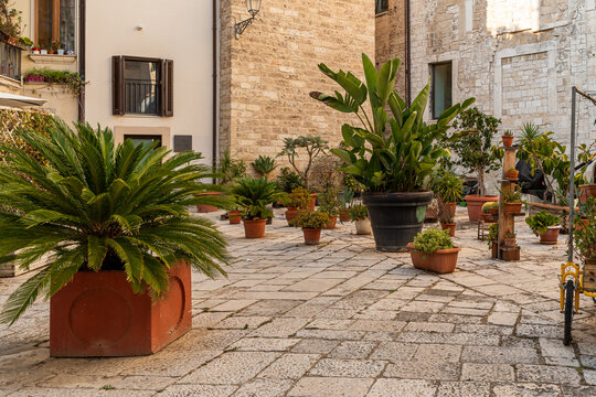 Bari Italy old town courtyard with potted tropical plants and cycad palm arranged on stone-paved piazza between historic limestone buildings on quiet afternoon