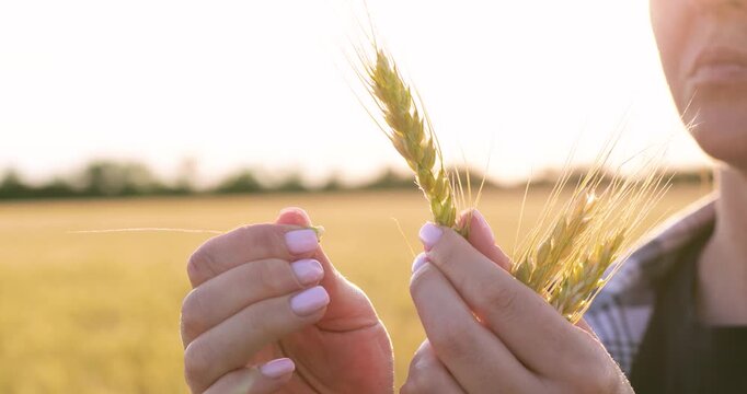 Woman farmer carefully examines wheat ears in golden field at sunset. Vertical video highlights crop quality, harvest preparation, sustainable farming and dedication to modern agriculture.
