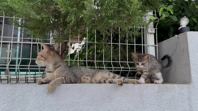 An adult tabby cat lies relaxed on a white wall while a smaller kitten stands beside her, both looking toward the camera. A metal fence and green tree branches frame the background