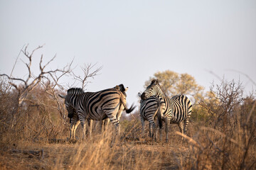Obraz premium A group of adult plains zebras in Kruger National Park, South Africa, moving through their natural habitat. Wildlife scene featuring African zebras in the savanna landscape during a safari