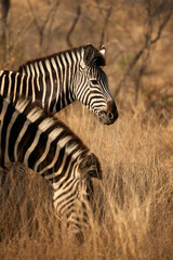 Obraz premium A group of adult plains zebras in Kruger National Park, South Africa, moving through their natural habitat. Wildlife scene featuring African zebras in the savanna landscape during a safari