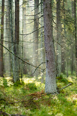 Obraz premium Sunlight filters through a quiet conifer forest with mossy ground and tall straight trees. Peaceful woodland scene creates a fresh natural atmosphere.
