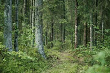 Obraz premium Lush green forest with dense undergrowth illuminated by soft summer sunlight. Peaceful woodland scenery creates a natural atmospheric background.