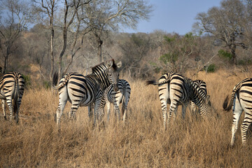 Obraz premium A group of adult plains zebras in Kruger National Park, South Africa, moving through their natural habitat. Wildlife scene featuring African zebras in the savanna landscape during a safari