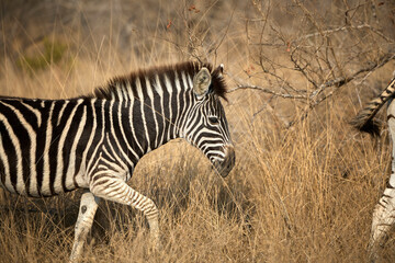 Obraz premium A group of adult plains zebras in Kruger National Park, South Africa, moving through their natural habitat. Wildlife scene featuring African zebras in the savanna landscape during a safari