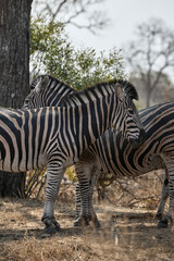Obraz premium A group of adult plains zebras in Kruger National Park, South Africa, moving through their natural habitat. Wildlife scene featuring African zebras in the savanna landscape during a safari