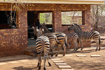 Obraz premium A herd of wild plains zebras standing near residential buildings in Marloth Park, South Africa. Free-roaming zebras visiting the residential area, illustrating the unique coexistence