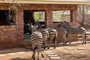 Obraz premium A herd of wild plains zebras standing near residential buildings in Marloth Park, South Africa. Free-roaming zebras visiting the residential area, illustrating the unique coexistence