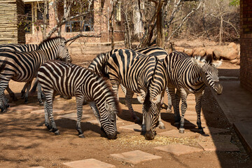 Obraz premium A herd of wild plains zebras standing near residential buildings in Marloth Park, South Africa. Free-roaming zebras visiting the residential area, illustrating the unique coexistence