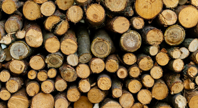 Stack of freshly cut logs showing natural wood grain and growth rings. Rustic firewood background with rough bark and varied timber textures.