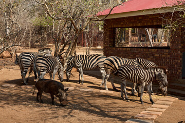 Obraz premium A herd of wild plains zebras standing near residential buildings in Marloth Park, South Africa. Free-roaming zebras visiting the residential area, illustrating the unique coexistence
