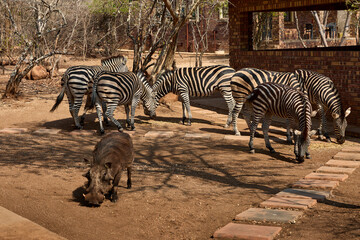 Obraz premium A herd of wild plains zebras standing near residential buildings in Marloth Park, South Africa. Free-roaming zebras visiting the residential area, illustrating the unique coexistence