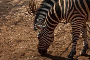 Obraz premium A herd of wild plains zebras standing near residential buildings in Marloth Park, South Africa. Free-roaming zebras visiting the residential area, illustrating the unique coexistence