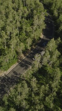 A vertical video aerial tracking shot of a car on a mountain road with trees, Utah, USA