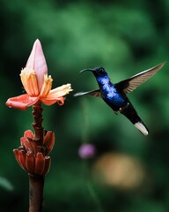 hummingbird © Pedro