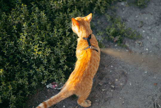 An orange cat is wearing a harness and is exploring a patch of greenery in an outdoor setting. The cat looks alert and curious, with sunlight shining on its fur