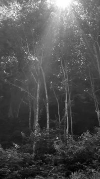 Sunlit Through Aspen Forest (Black and White)
