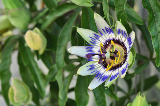 An exotic passion flower or passion vine, known also as Passiflora