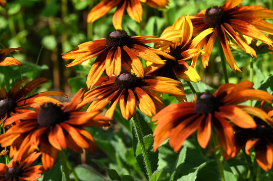 Orange coneflowers aka Echinacea, autumn fall flowers