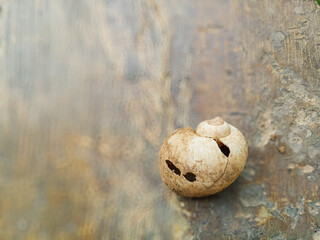 ​Close up of broken cracked snail shell with holes on earthy ivory and brown bokeh background © OeyPingAn