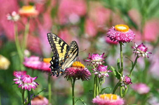 Yellow Swallowtail Butterfly on pink Straw flowers 