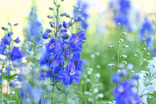 Blue delphinium larkspur growing in garden