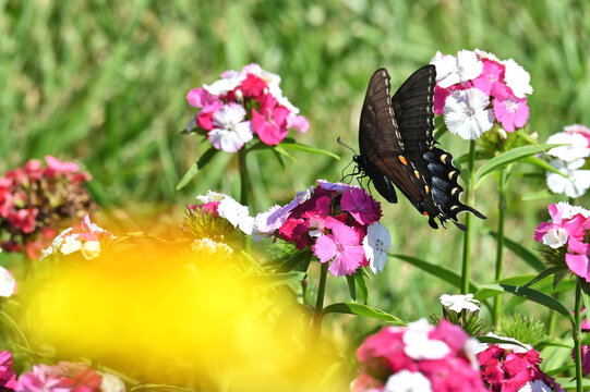 Black Swallowtail Butterfly on pink flowers, eastern American parsnip swallowtail