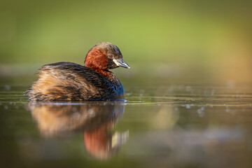 Obraz premium Little Grebe (Tachybaptus ruficollis) in breeding plumage swimming on calm water at sunrise. Low angle water-level view with soft reflection and smooth green bokeh background. 