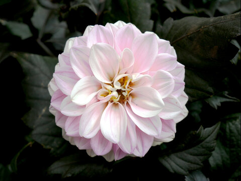 A light pink dahlia flower with white accents is in full bloom against a dark green leafy background.