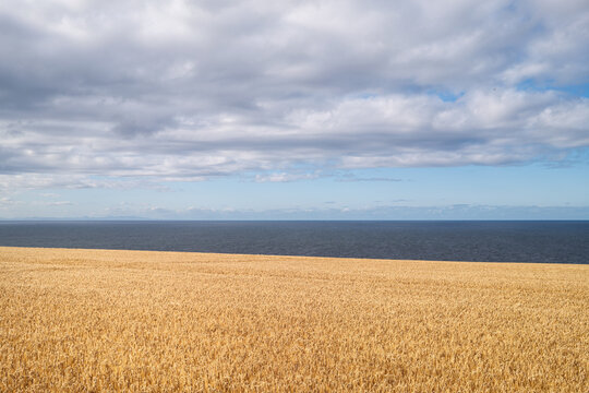 Golden barley fields glow under the summer sun along the scenic coastline near Findochty, Moray, Scotland