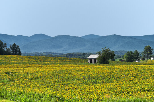 Fields of sunflowers growing on a farm in Virginia
