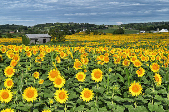 Fields of sunflowers growing on a farm in Virginia