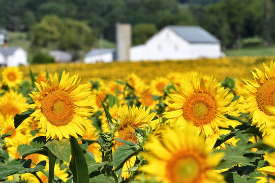 Fields of sunflowers growing on a farm in Virginia