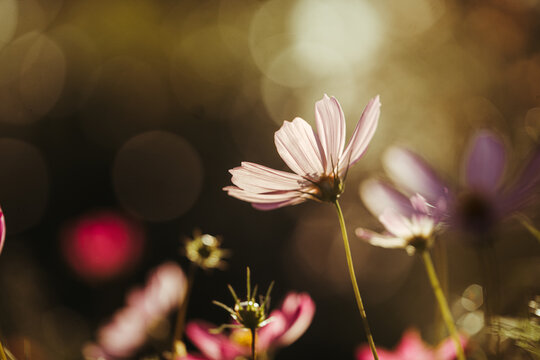 Kosmos bokeh