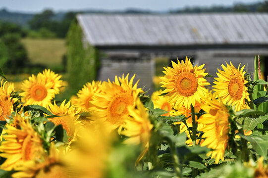 Fields of sunflowers growing on a farm in Virginia