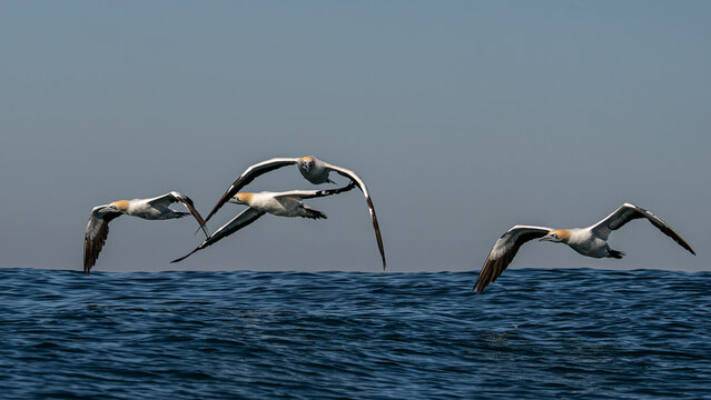 Cape gannets flying over ocean during sardine run