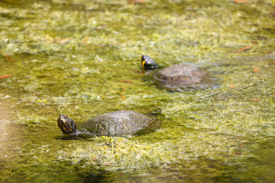Wild Turtles Swim in the Pond at Veterans Park Rookery in Florida During Sunny Weather