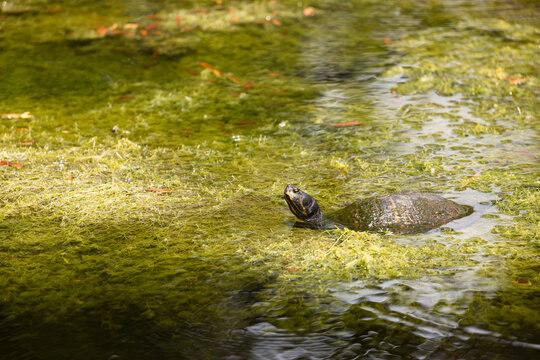 Wild Turtle Swimming in a Pond at Veteran's Park Rookerty in Florida During a Sunny Day