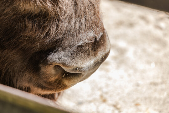 Close-Up Detail of a Musk Ox Muzzle and Thick Shaggy Fur. Detailed close-up of a musk ox's muzzle surrounded by thick, shaggy brown fur. Powerful arctic mammal. Natural texture. Animal anatomy.